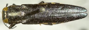Media type: image;   Entomology 25970 Aspect: habitus dorsal view